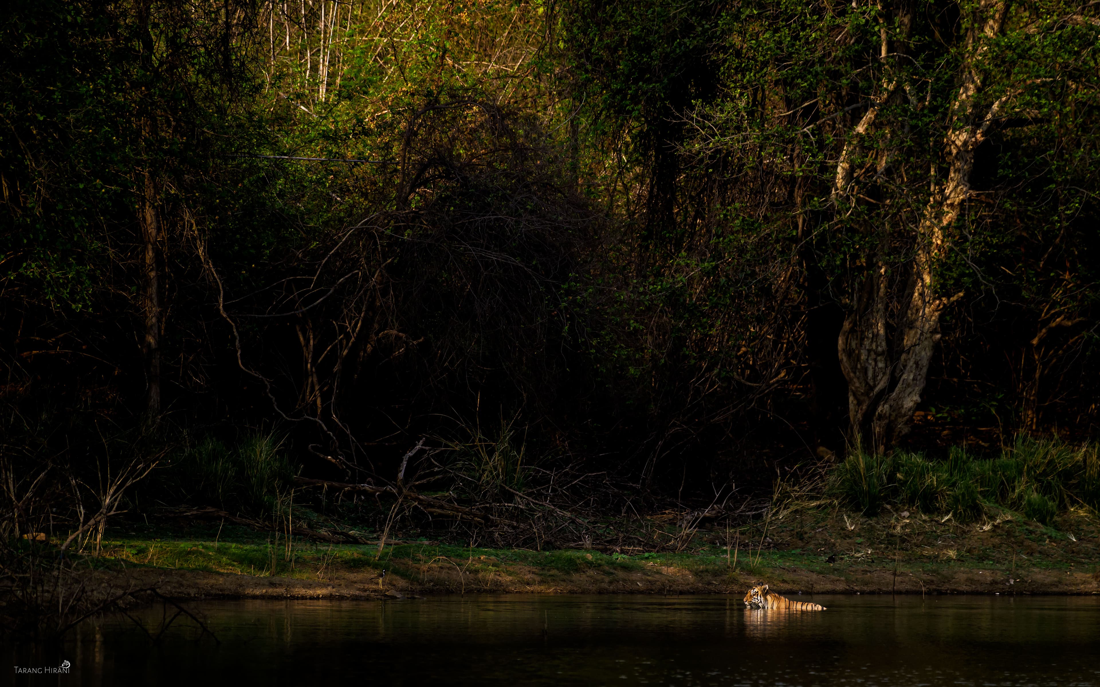 A tiger cooling in a forest pool at the water's edge, framed by dense central-India woodland in golden light