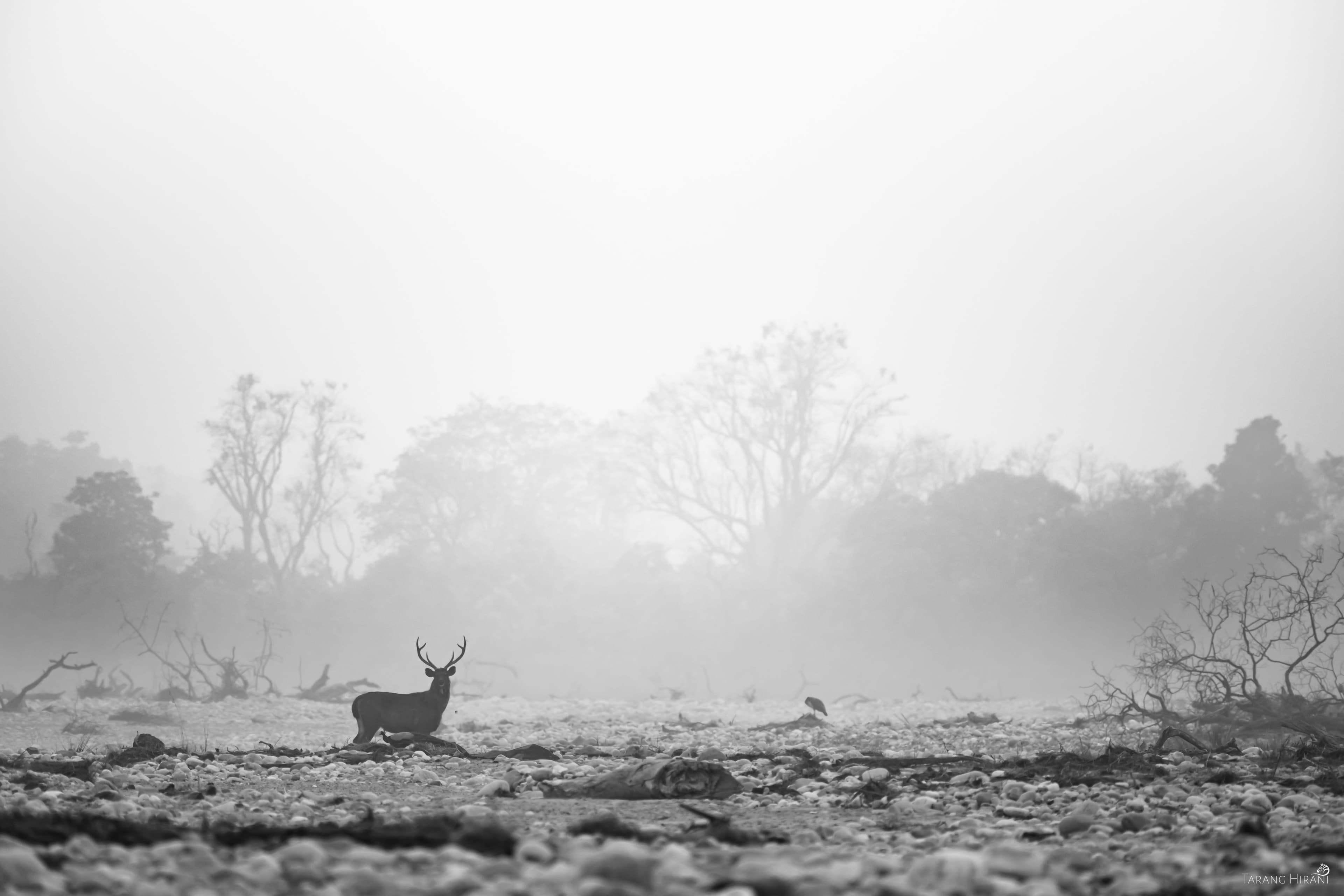 Wildlife scene at dawn, photographed during a field workshop session
