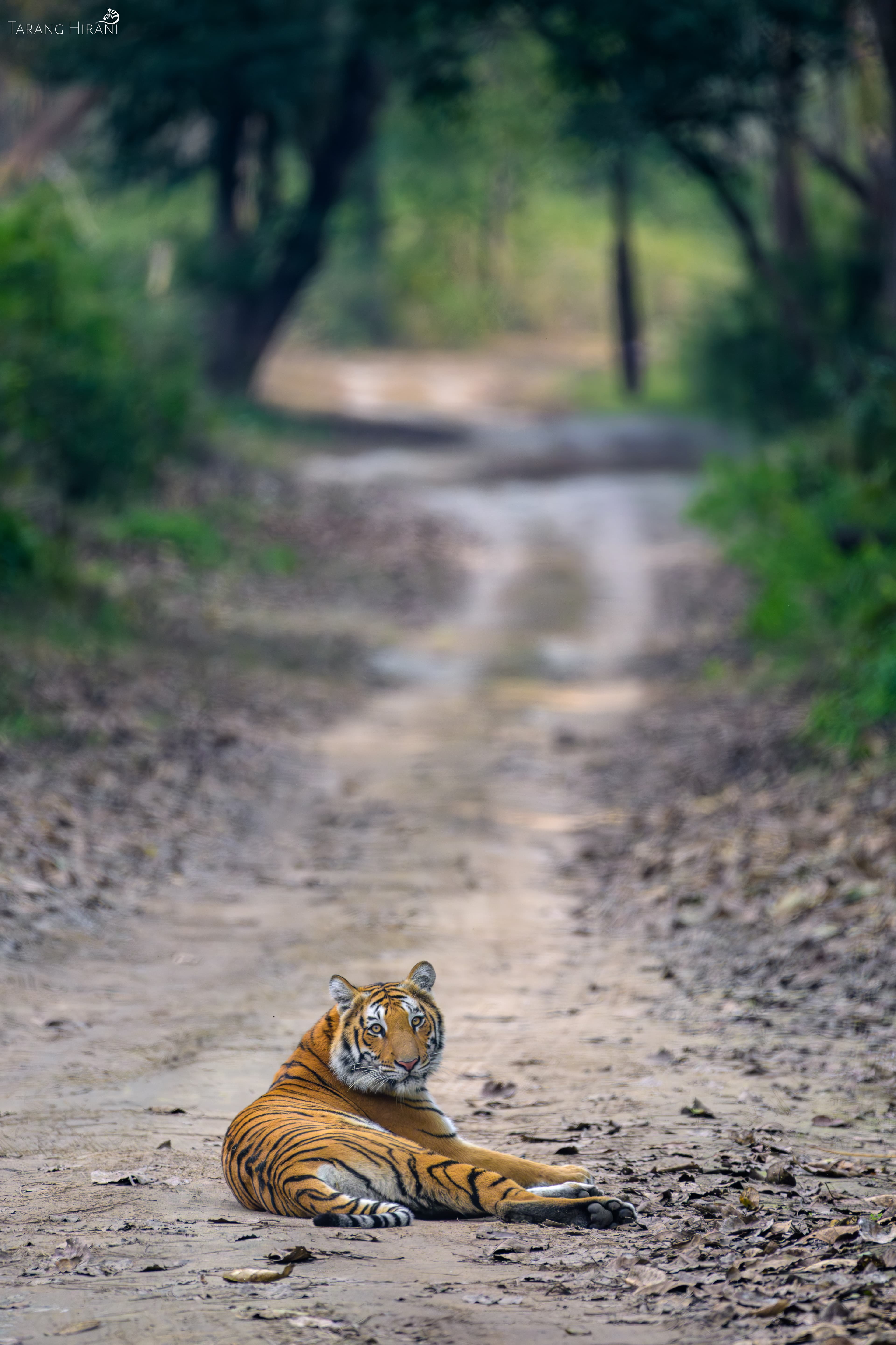 Tiger on a forest road in Dhikala