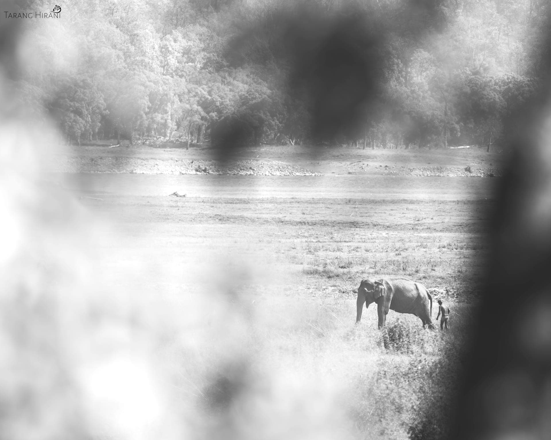 Wildlife photograph
