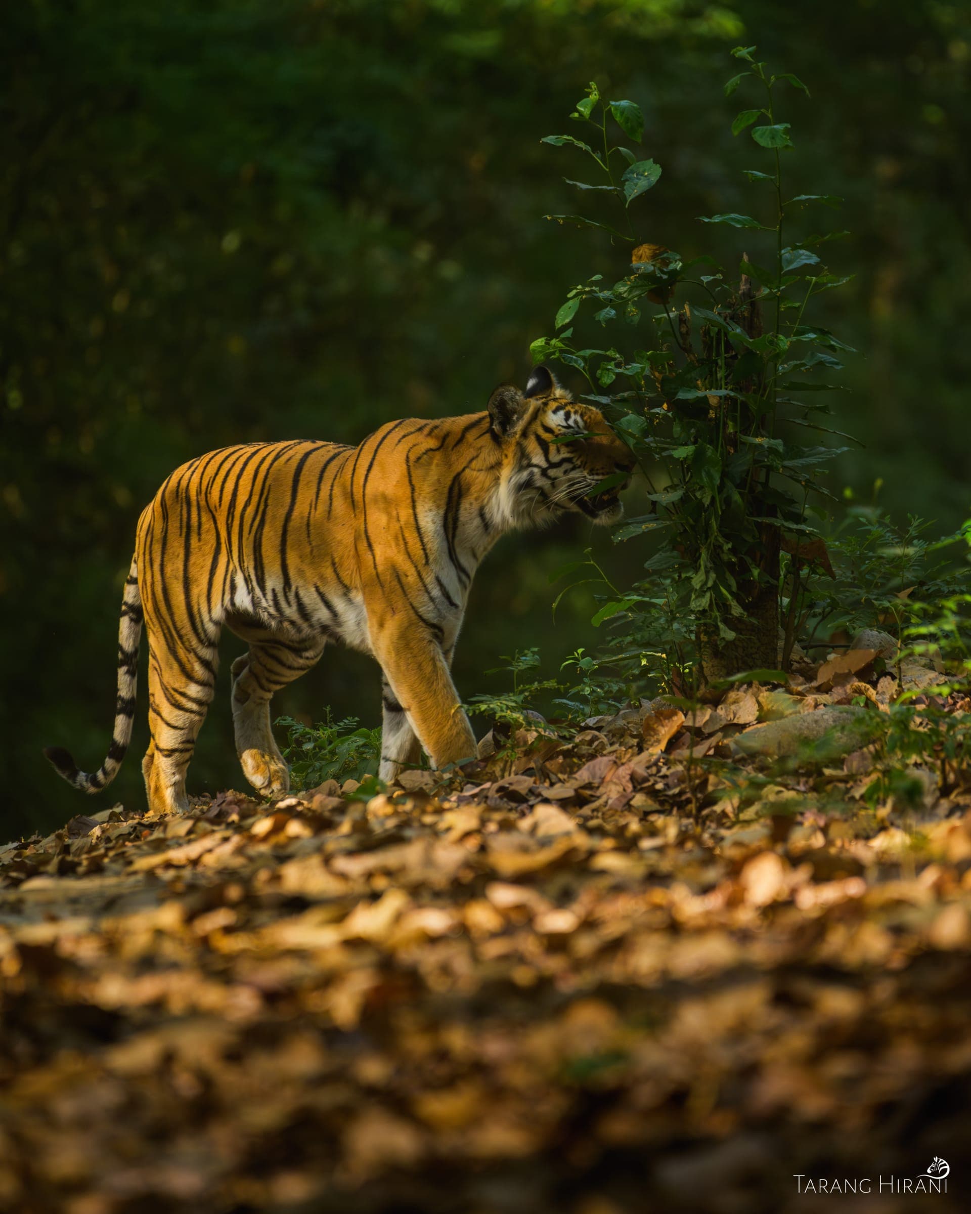 Wildlife photograph