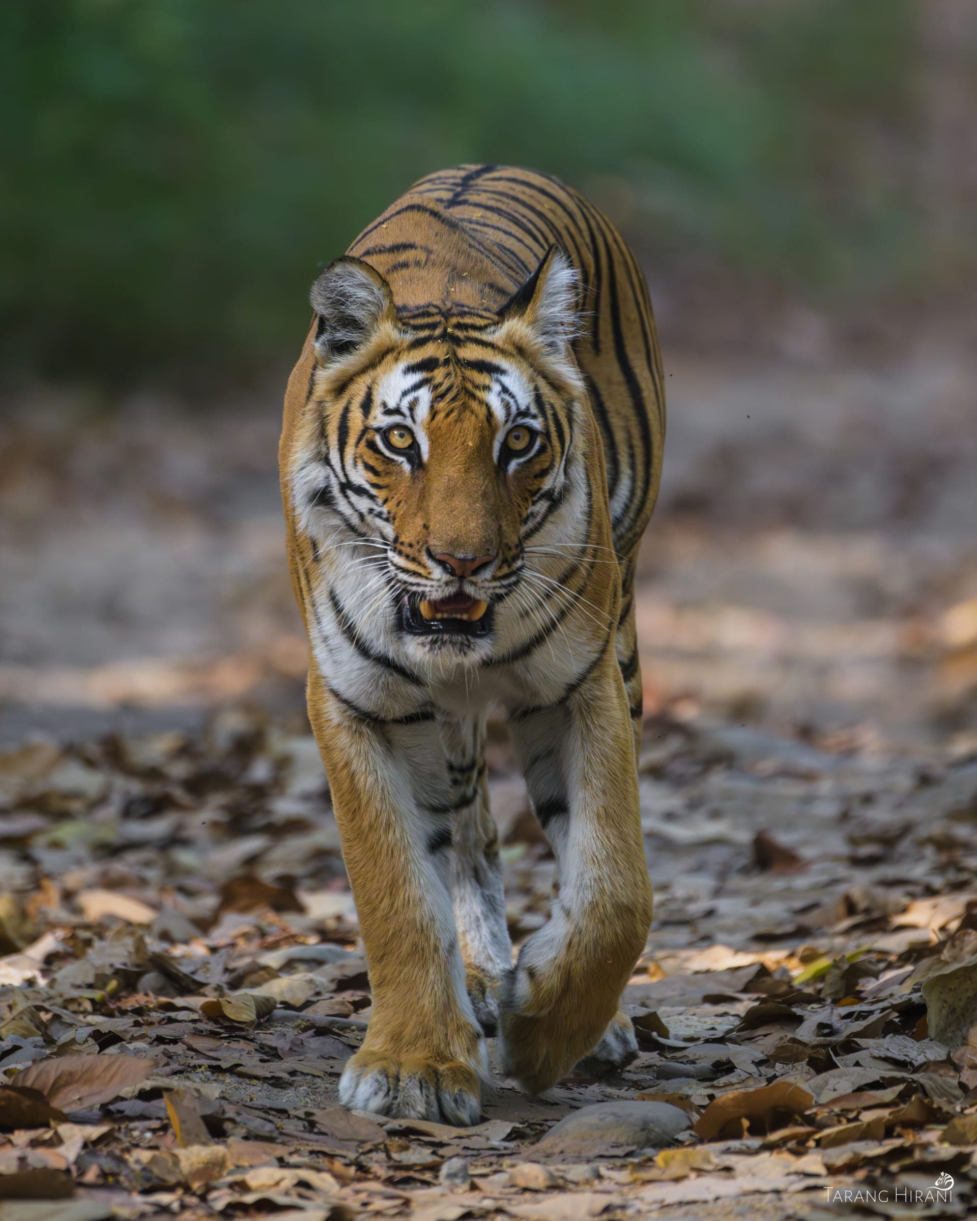Wildlife photograph