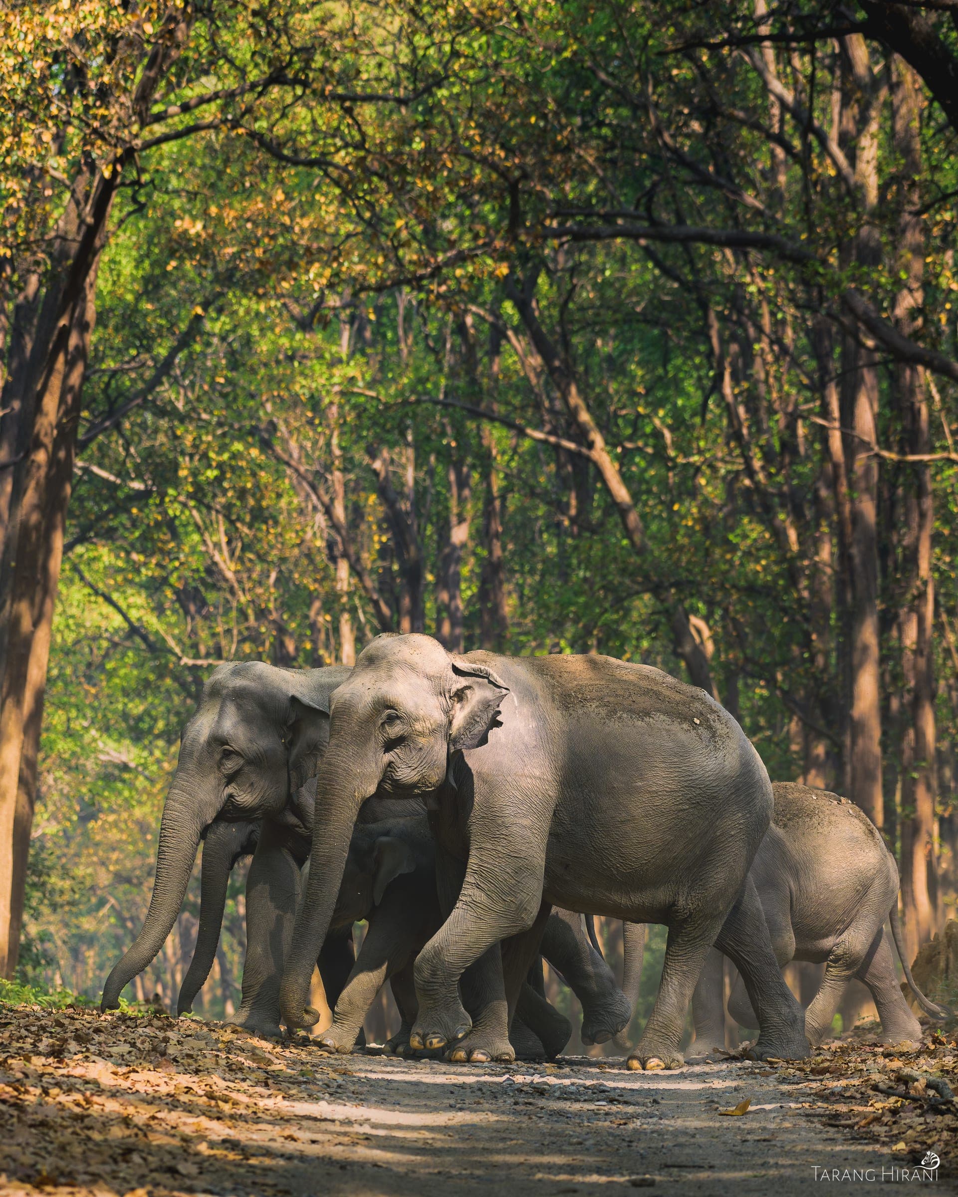 Wildlife photograph